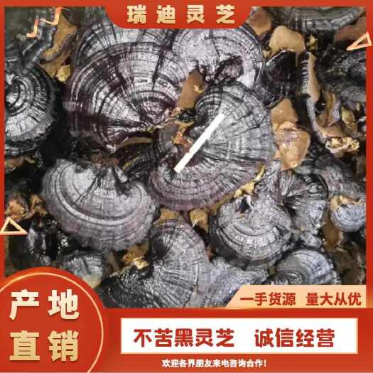 冠县不苦黑灵芝，产地大货自产自销