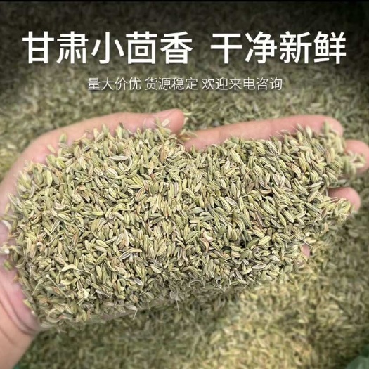 国产小茴香 新货 颜色绿 颗粒饱满 专业批发香辛料 品种齐全