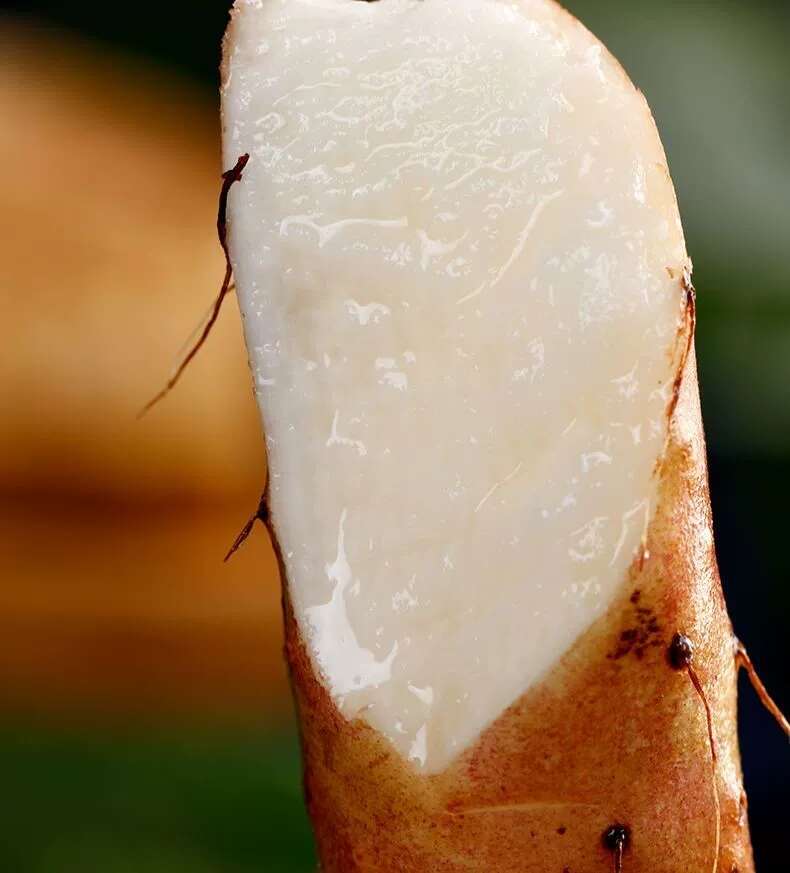 河南焦作红皮怀山药淮山药温县沙土铁棍山药新鲜批发产地直发代发