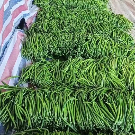 费县8号线椒