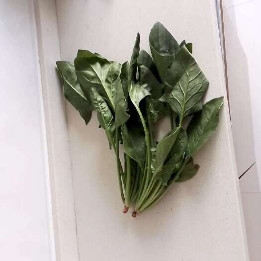 凌源市凌源菠菜