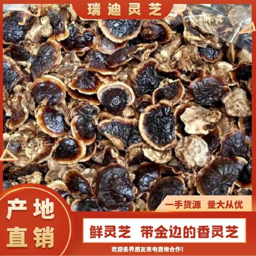 冠县鲜灵芝，带金边的香灵芝