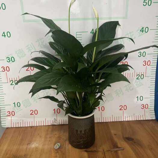 永州一帆风顺