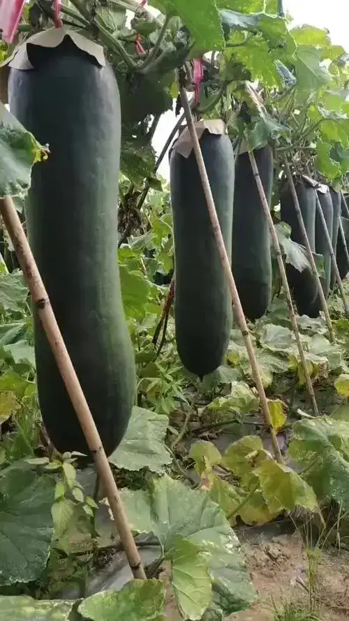 佛冈县黑皮冬瓜