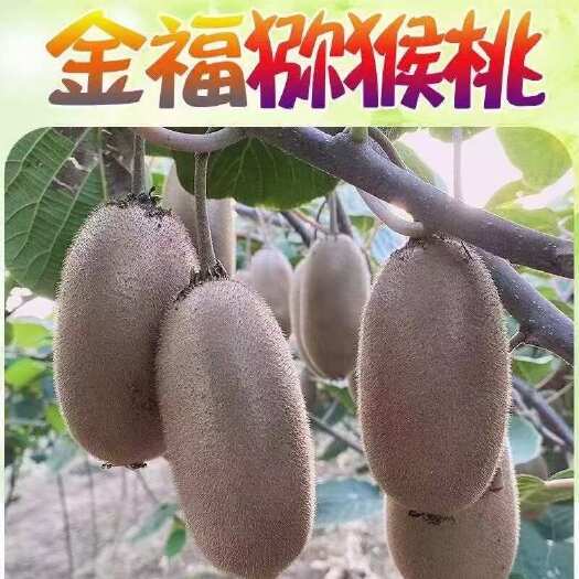咸阳金福猕猴桃