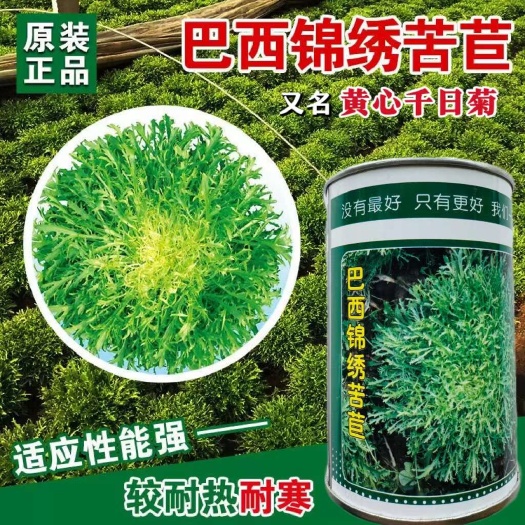 沭阳县巴西锦绣苦苣种子 皇家细叶金菊苦苣种子 意大利碎叶苦苣种子