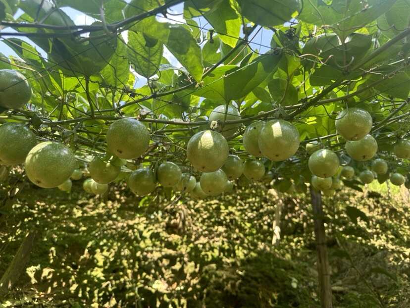 百香果现摘现卖