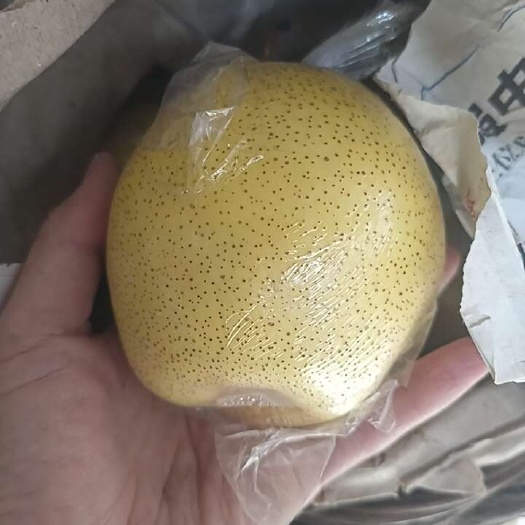 遵化市雪花梨