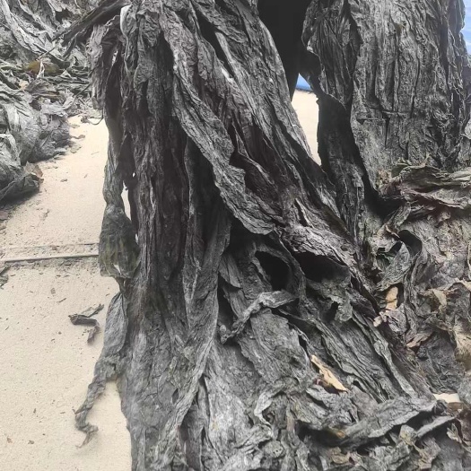 福建莆田湄洲岛日晒无沙厚实无碎无黄叶干海带适宜赶集摆地摊商用