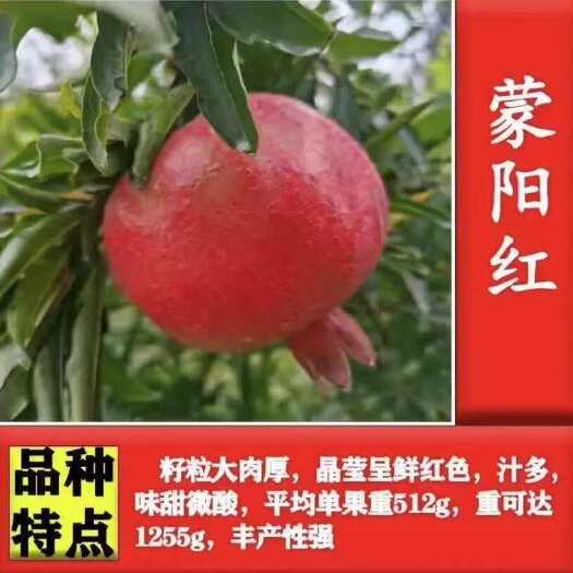 蒙阳红大石榴树苗,果个大,甜度好,基地直发,现挖现发