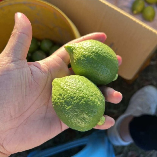 南宁精品广香