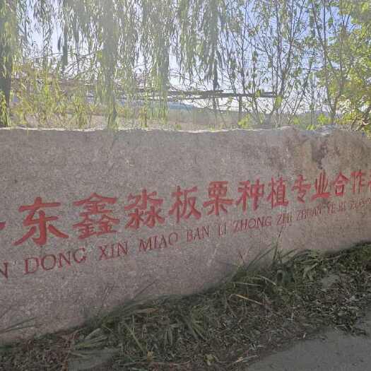 丹东丹东大板栗个头大皮毛亮口感甘甜