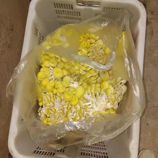昌宁县鸡油菌干品