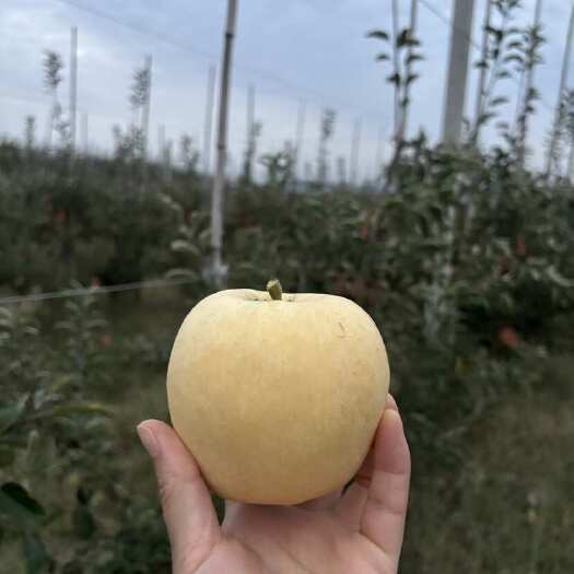 诸城市出售优势精品维纳斯黄金苹果