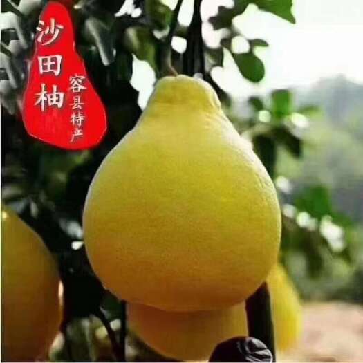 容县沙田柚