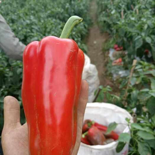石屏县菜辣，甜椒，产地直发，代收代办，对接各类渠道