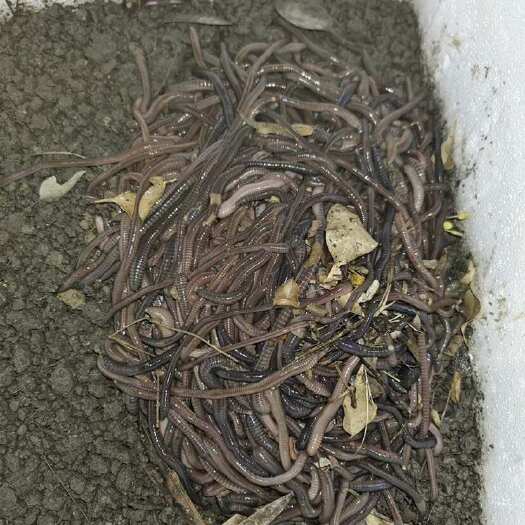 开平市钓鱼饵料