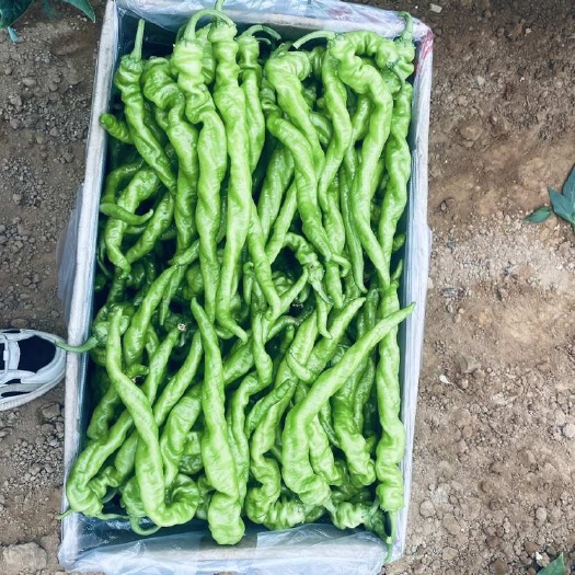 宁都县螺丝椒，螺丝线，软皮椒