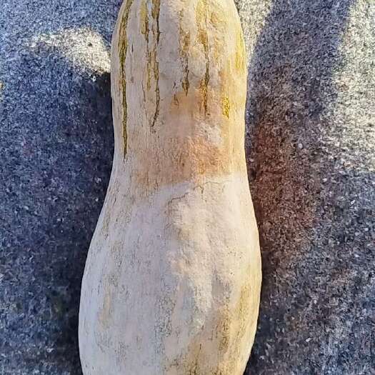 固安县大量蜜本南瓜
