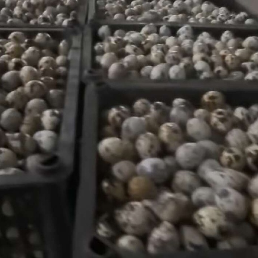开鲁县鹌鹑蛋批发