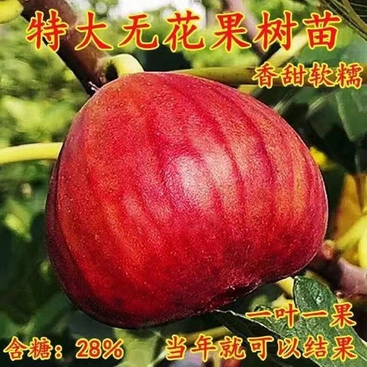 无花果树苗，当年结果，可盆栽，可地栽南北方均可种植