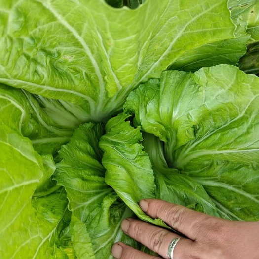 芥菜大量上市，价格美丽