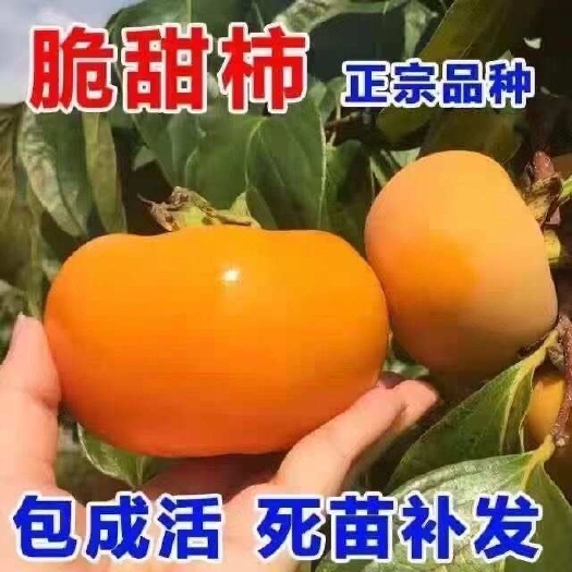 平邑县脆甜柿子树苗，在树上就脱涩，摘下就可以吃，南北方均可种植