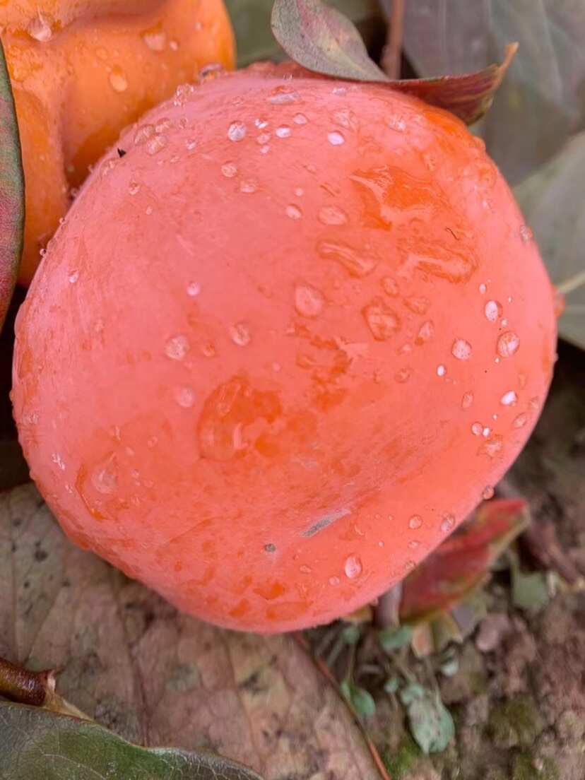 磨盤柿子