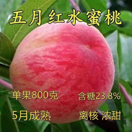 水蜜桃苗，嫁接水蜜桃￼苗，果大离核产量，高南北均可种植