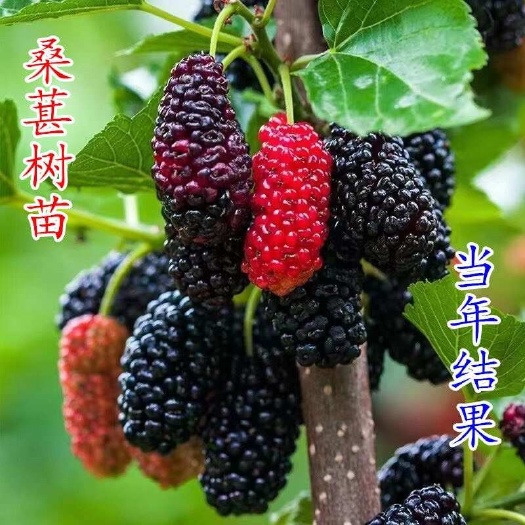 平邑县桑树苗，无籽桑果树苗，南北方均可种植品质保证成活率高