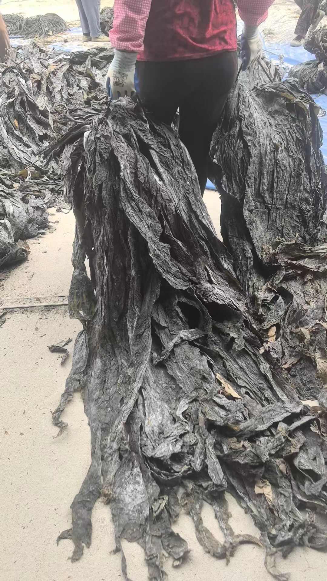 福建莆田湄洲岛日晒海带干海带卷纸箱包装标准件赶集超市商用