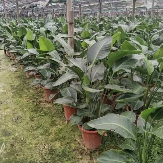 佛山大量今年刚出的天堂鸟，欢迎大家关注采购