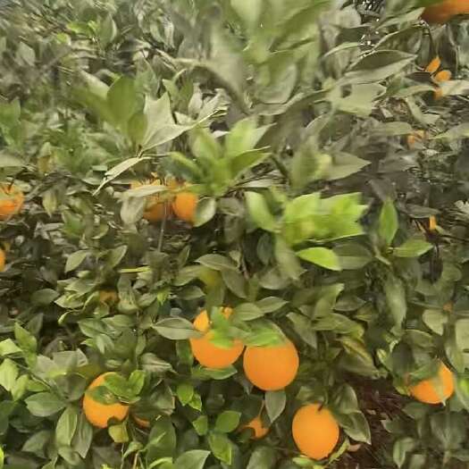 寻乌县长虹脐橙