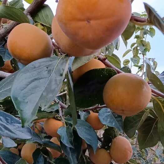 西安阳丰柿子