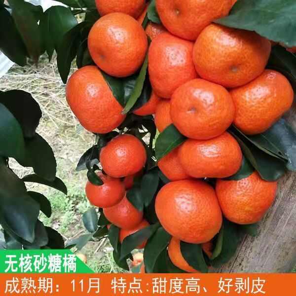 嫁接无核无籽砂糖桔树苗蜜桔盆栽果树苗南方种植明日见橘子苗包邮