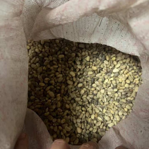 当涂县泡过水的大豆
