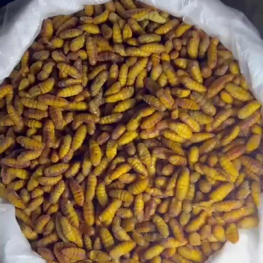 上林县蚕蛹