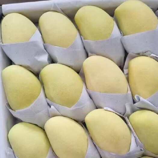 芒果高乐蜜大量供应批发全国发货整车更优惠