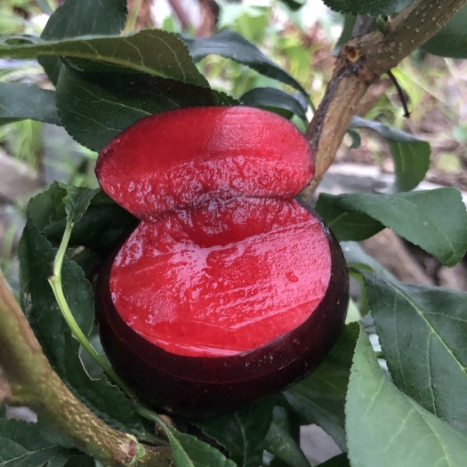 风味玫瑰李子树苗