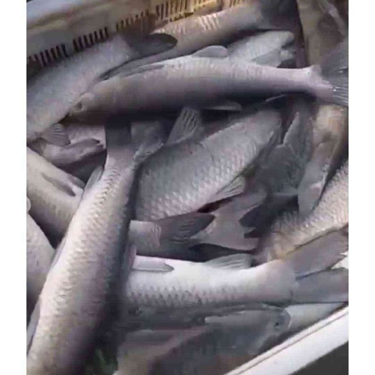 益阳青鱼苗