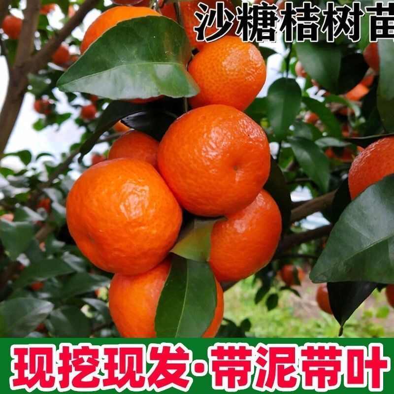 嫁接无核无籽砂糖桔树苗蜜桔盆栽果树苗南方种植明日见橘子苗包邮