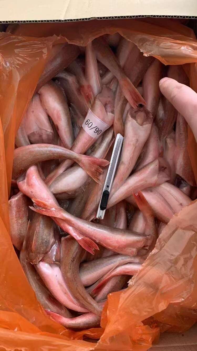 红娘鱼（红头鱼）