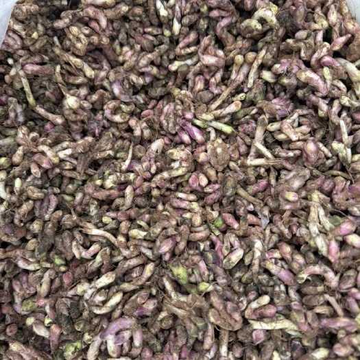 陇西县优质款冬花干货中药材 整包发货甘肃陇西