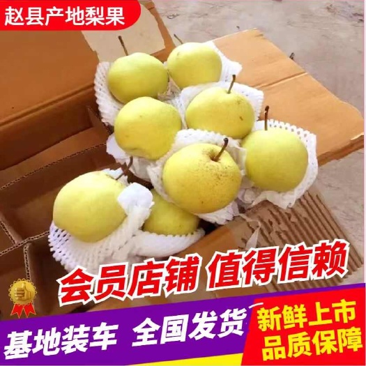 雪花梨赵县产地货源，品质保障，欢迎咨询