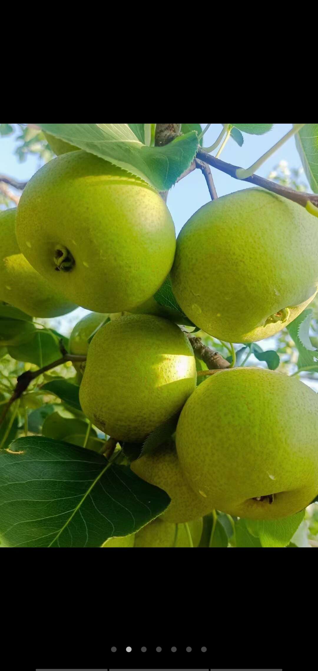 酸梨