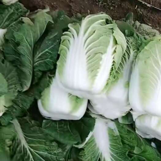 和林县白菜