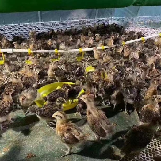 南宁麻羽土鸡苗快大青脚麻鸡苗麻羽产蛋鸡苗散养麻羽土鸡苗蛋鸡苗半斤