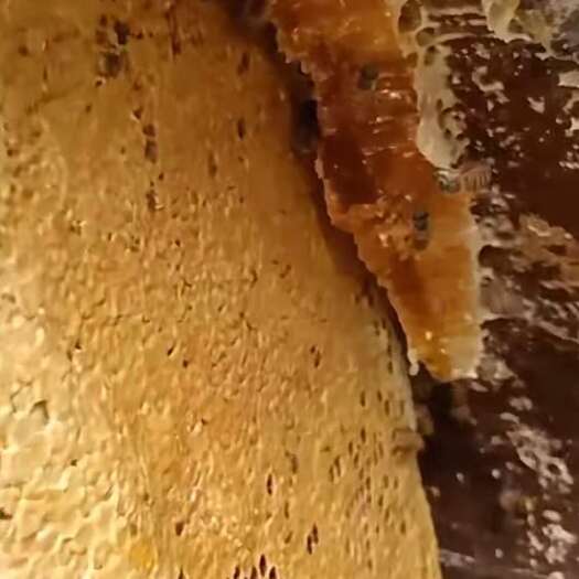 万源市高上土蜂蜜