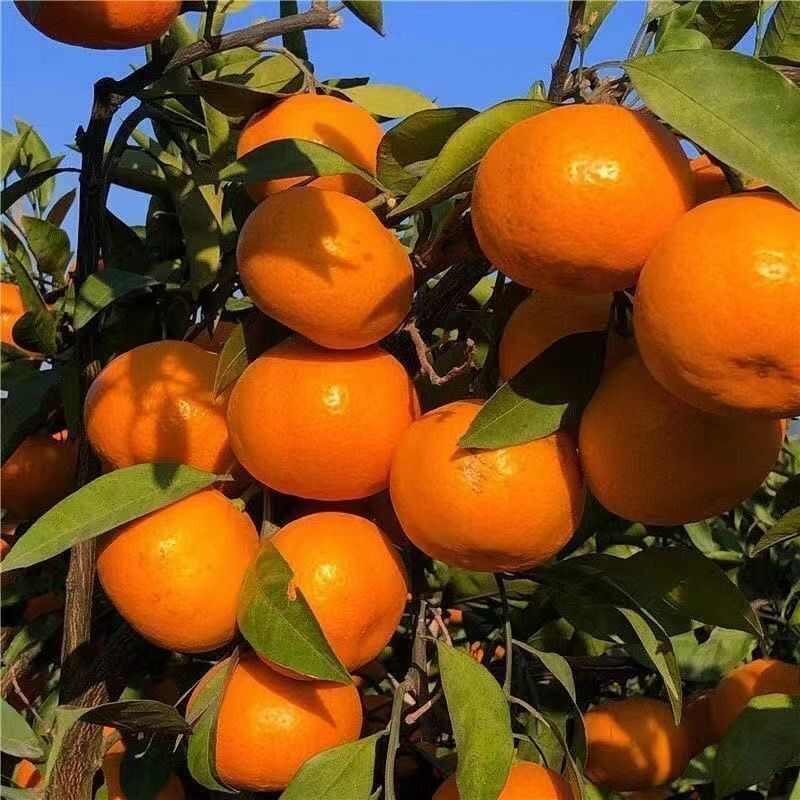 嫁接无核无籽砂糖桔树苗蜜桔盆栽果树苗南方种植明日见橘子苗包邮