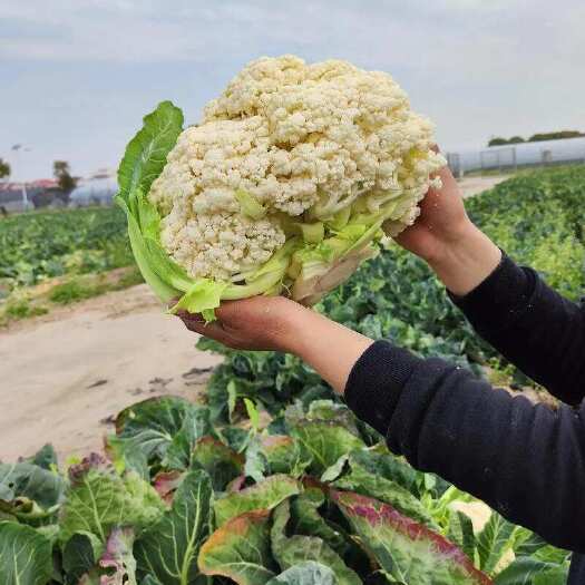 武汉湖北武汉区优质白花菜花 绿色健康 安心选购